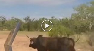 Bull trapping in Australia
