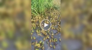 Шлюбний сезон у жаб