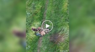 Наші воїни зафіксували новий шлях смерті на Покровському напрямку: десятки тіл росіян валяються серед поля