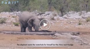 Слон напал на носорога, забравшегося в водоем