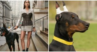 Irina Shayk was accused of cruelty to animals because of photos with a "crippled" Doberman (2 photos)