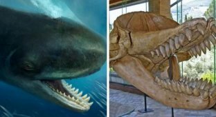 Prehistoric monsters: a selection of impressive remains of long-extinct creatures (14 photos)