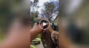 “How nice!”: the formidable eagle does not refuse affection