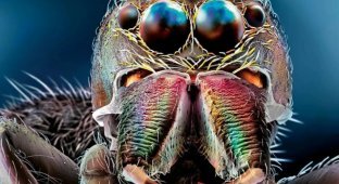 Close-up portrait: macro photography of insects (17 photos)