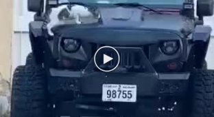 Котик и сигнализация от машины