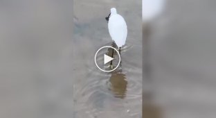 The heron saved the fish