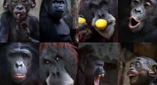 Человекообразные обезьяны Франкфуртского зоопарка (20 фото)