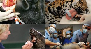 Животные у стоматолога (17 фото)