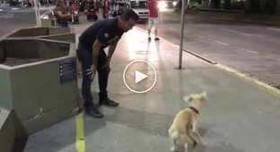 Собака встречает хозяина после разлуки