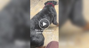 Необычная реакция собаки на черепаху