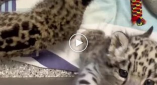 What sounds do snow leopard cubs make?