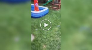 Guy helps exhausted squirrel get out of pool