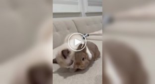 Amazing friendship: cats and rabbits