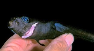 Чёрная колючая акула: Рыба с «железной» печенью. У акулы этот орган составляет 17% от массы тела и умеет выводить тяжёлые металлы (8 фото)