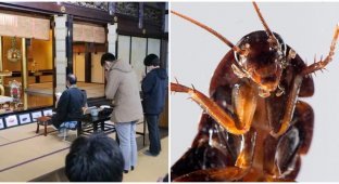 A Japanese pesticide company held a memorial service for the killed insects (2 photos)