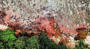 Розовые пятна покрыли остров Рождества в Индийском океане (6 фото)