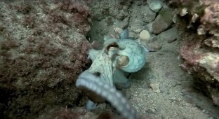 The octopus attacked the sticky diver (3 photos + 2 videos)