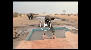 Парни попытались помочь маленькому слону, но пришла мама и выгнала всех с бассейна