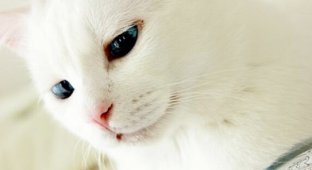 Эта кошка с шикарными глазами выглядит безупречно, пока не заснет (5 фото)