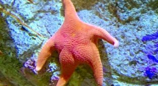 How do starfish eat? It's just a nightmare! (7 photos)