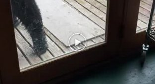 Кошка прогнала медведя