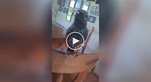 Talking bird: a starling imitating the speech of its owner