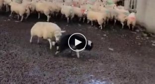 Овца обратила в бегство пастушью собаку