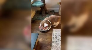 Owners found a way to help cats lose weight after the New Year with the help of robot vacuum cleaner