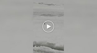 Полювання ласки – найдрібнішого хижака сімейства куньих