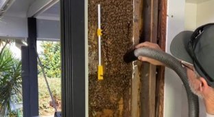 Австралиец удалил из жилого дома улей с большим количеством пчёл (4 фото + 1 видео)