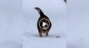 Пес с пропеллером