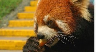  Красная малая панда (27 фото)