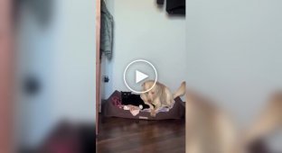 Кот занял чужую лежанку и пожалел об этом