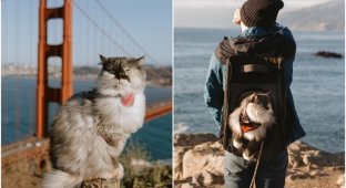 A traveling cat travels around the cities with its owners (30 photos)