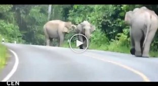 Почему не стоит обгонять слонов на мотоцикле
