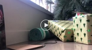 A boy discovered a dangerous snake among the gifts under the Christmas tree.