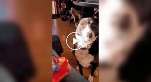 A persistent dog and a cold-blooded owner