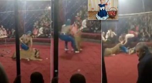 Зритель заснял на видео, как цирковой лев бросился на ребенка (6 фото + 1 видео)