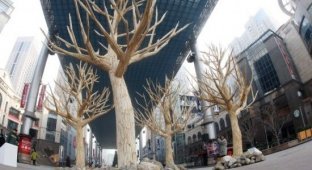 Деревья из китайских палочек (6 фотографий)