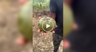 Черная сапота — фрукт, который называют «шоколадным пудингом»