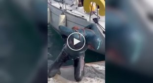 Octopus attacked a diver in Turkey