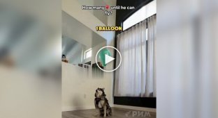 Дівчина вирішила з'ясувати, скільки треба повітряних кульок, щоб запустити собаку в небо