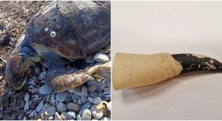 A plastic finger was found in the stomach of a beached turtle (6 photos + 1 video)