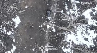 The bodies of liquidated invaders who tried to storm Ukrainian positions are lying in the forest belt in the Bakhmut direction