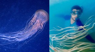 Pacific ocean wasp - how an unknown jellyfish killed Australians and no one could even find it (6 photos)