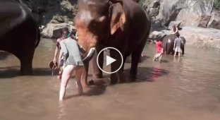 Слон едва не убил назойливую туристку в Таиланде