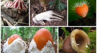 Неймовірні, абсолютно божевільні гриби (36 фото)