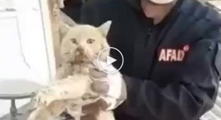 В Турции спасли кота, который 21 день находился под завалами