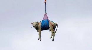 Cows were evacuated by helicopters in Switzerland (1 photo + 2 videos)