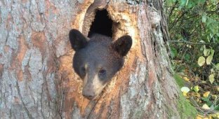 Спасение медвежат, застрявших в дереве (3 фото)